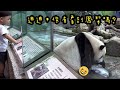 圓寶拿冰塊當肥皂抹身體，在地上滾來滾去|熊貓貓熊The Giant Panda Yuan Yuan and Yuan Bao|台北市立動物園