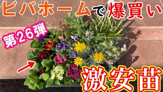 【激安】ビバホームでお花を爆買い第26弾【ガーデニング】プリムラジュリアン/オレガノ・ケントビューティー/オリヅルラン/ユリオプスデージー/パンジー/ストック/カルーナ/フリル咲きパンジー