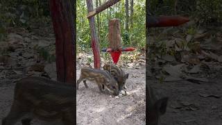 Amazing Build A Wild Boar Trap Using Large, sharp-faced tree \u0026 Rope #wildanimal #wi #animals #shorts