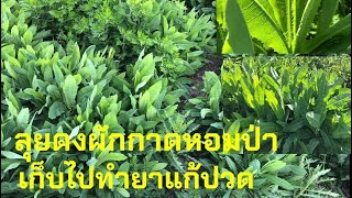 ลุยดงผักกาดหอมป่างามๆ เยอะมาก เพื่อเก็บไปทำยาแก้ปวดค่ะ picking wild lettuce