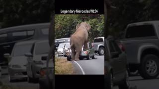 WTF? 😲 OMG! 😱 Legendary Mercedes W124 🆚 an elephant #WTF #OMG #MercedesW124🚘 #VS 🆚 #elephant #🐘