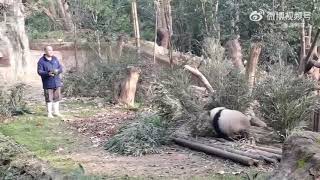 Hehua in the new yard,nanny grandpa Tan called Hehua,she came down and followed him back to thehouse