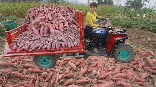 Use 4-wheeled Vehicle Trucks To Harvesting Many Sweet Potato Goes To Countryside Market Sell