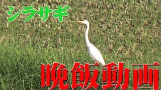 しんまちTV 岡山県吉備中央町　吉備高原にいた鳥　白鷺　捕食　田園風景