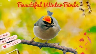 Beautiful Winter  Birds