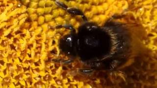 Reintroduced Bombus subterraneus UK