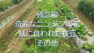 残念編　ニンジンの花 枝豆　その他　20240523