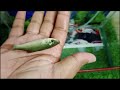 halfmoon betta fish molly redtail catfish guppy guppies carp carps goldfish cute baby animals videos