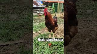 Rhode Island rooster 🐓 #becomingafarmer #farmlifeexperience #follower #everyone #highlights