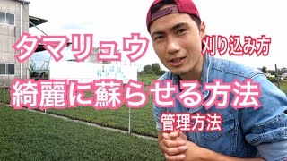 タマリュウを綺麗に蘇らせる方法！！