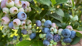 Blueberry Picking 2021 At Paulus Orchard Mt. Airy Road