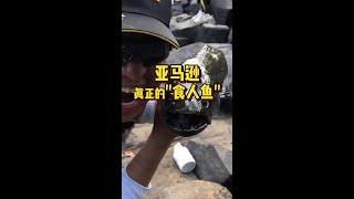 亚马逊真正的“食人鱼”！ 亚马逊的的秘密！#原来钓鱼才是抖音运动顶流 #2024dou来钓鱼 #dou是钓鱼人 #舌尖上的亚马逊 #12月的鱼应该怎么钓