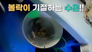 볼락도 기절하는 수온!! 웜 VS 생미끼!!