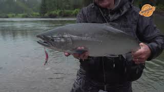 Kitimat Lodge, BC Kwikfish Coho.