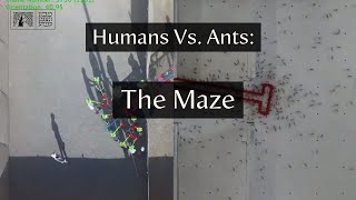 Humans Vs. Ants: The Maze