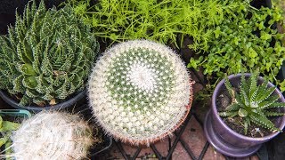 Green Space: Low maintenance plants for the lazy gardener