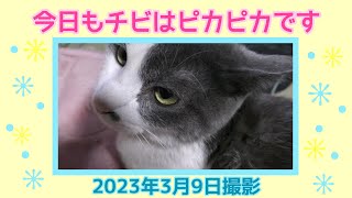 今日もチビはピカピカです　(2023年3月9日撮影）