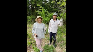 2024 04 30 掛著熊鈴、帶著號角---去日本山形縣深山採山菜