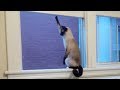 The ULTIMATE TRY NOT TO LAUGH at FUNNY ANIMALS challenge - Funny ANIMAL compilation