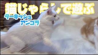 【ワイルド】猫じゃらしで遊ぶターキッシュアンゴラが機敏すぎたw