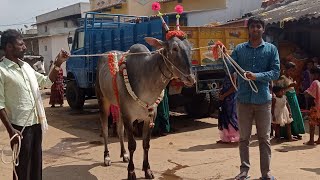 Famous Hallikar Breeder Chikkanna Did Procession in is Native Devradhoddi to Kengal Cattle Fair