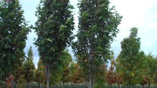Tree Variety Spotlight: Green Pillar® Oak (Quercus palustris 'Pringreen' ) | Urban Forest Nursery