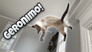 Cat Tries Base Jumping! | Lynx Point in the Living Room