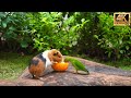 (No Ad Interruptions) Cat TV for Cats to Watch😺 Cute Little Birds with Squirrel-mania🐿️10 Hrs 4K HDR