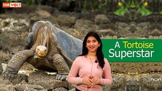 Lonesome George – the most famous tortoise ever