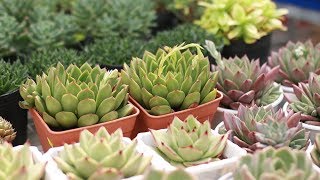 Vườn sen đá cập nhật cây mới 24/10/2019| Vietnam Succulent Garden | www.vuonsenda.vn