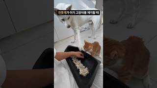 사람 같은 진돗개의 새끼 고양이 훈육법