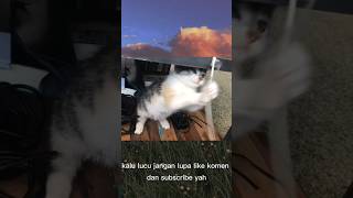 Kucing kalian gini juga gak??