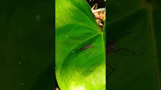 #insects#nature#The insect is exercising🦟අපි කරන්න අකමැති දේ...මෙයා හරි ආසාවෙන් කරනවා..එක්සර්සයිස්🥰😅