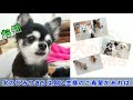 今日の柴犬３ さん 🐶ひみつきちなう！①🐶 ミニチュアダックス チワワ シェルティ 2019年11月29日