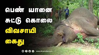 பெண் யானை சுட்டு கொலை விவசாயி கைது | Elephant Death | Krishnagiri | Dinamalar