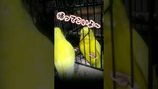 【インコ】帰ってこいよ　ぴっちゅ親子のいつもの様子　インコ歌シリーズ　演歌　#インコ #松村和子