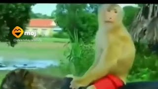 monkey video 😂🤣#shorts #trending #youtubeshorts