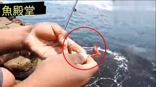 釣魚必殺餌超強高級魚種上鉤.This fishing bait is too powerful.