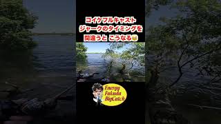 コイケフルキャストでブラックバスを狙う  #バス釣り #bassfishing