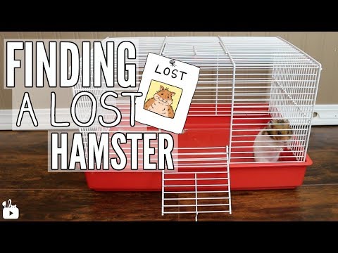 HOW TO FIND A LOST HAMSTER HOW TO FIND A LOST HAMSTER