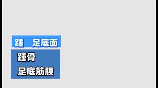 【筋膜リリース】リリーステクニック　NO.4　バックポジション　踵　足底面＃筋膜＃整体＃筋膜はがし