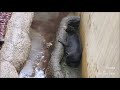 マレーグマのアズマ「泥んこ遊び」＠上野動物園 azuma the sun bear