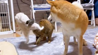 伸び伸び成長してる子猫を見守る優しい柴犬パパママ♥