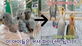 모란앵무 성장과정!!(앵무새 먹이, 앵무새 이유식)