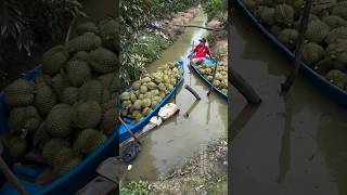 17 tons today - Vietnam Durian harvesting - 越南榴莲出口 #榴莲 #durian