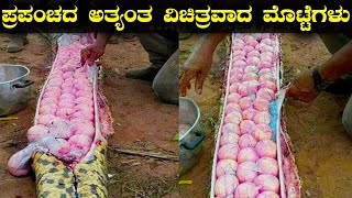 ಇದೇ ನೋಡಿ.. ಪ್ರಪಂಚದ ಅತ್ಯಂತ ವಿಚಿತ್ರವಾದ ಮೊಟ್ಟೆಗಳು.. ನೀವು ಎಲ್ಲೂ ನೋಡಿರಲ್ಲ | Most Weird And Unusual Eggs