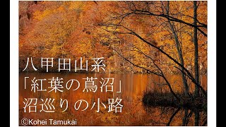 【紅葉の蔦沼】カメラで何年も追いかけたベストショット写真集