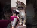 ママがおかしくなってもサンタくんは常に冷静です😆short。 cat 猫 保護猫