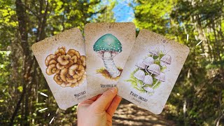 🍄 Where Is Your Path Leading? Pick a Pile Reading