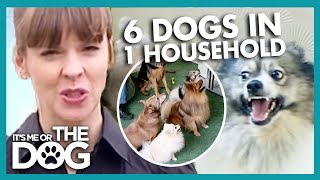 Six Attention Seeking Dogs | It's Me or the Dog